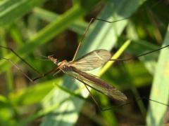 (Platytipula Crane Fly) crawling