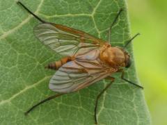 (Marsh Snipe Fly) female dorsal