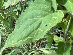 (Quinta Leafminer Fly) upperside mine on Drummond's Aster