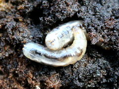 (Walnut Husk Maggot) larva