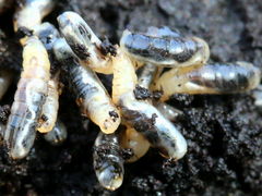 (Walnut Husk Maggot) larvae