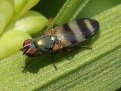 (Chaetopsis Banded-wing Fly) female