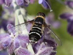 (Catmint) Lateral Bee Fly on Catmint
