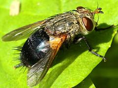 (Archytas Bristle Fly) dorsal