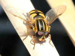 (Narrow-headed Marsh Fly) frontal