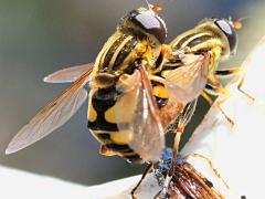 (Narrow-headed Marsh Fly) mating