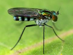 (Univittatus Long-legged Fly) lateral