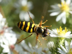 (American Aphideater) female hovering