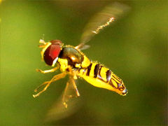 (Oblique Streaktail) male hovering