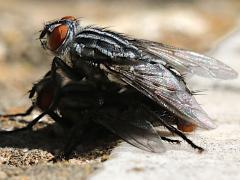 (Sarcophaga Flesh Fly) mating