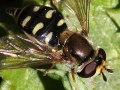 (Scaeva Hover Fly) female lateral