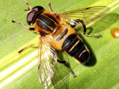 (Eristaloidea Marsh Fly) dorsal