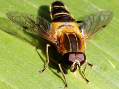 (Eristaloidea Marsh Fly) face