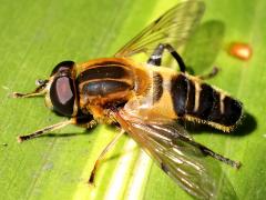 (Eristaloidea Marsh Fly) profile