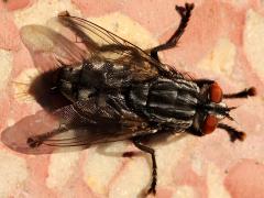 (Sarcophaga Flesh Fly) female dorsal
