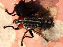 (Sarcophaga Flesh Fly) female face