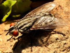 (Sarcophaga Flesh Fly) female profile