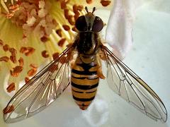 (Marmalade Hover Fly) female back