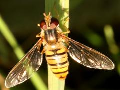 (Marmalade Hover Fly) female dorsal