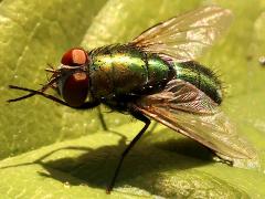 (Lucilia Greenbottle Fly) profile