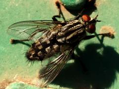 (Sarcophaga Flesh Fly) dorsal