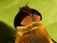 (Hottentotta Bee Fly) head