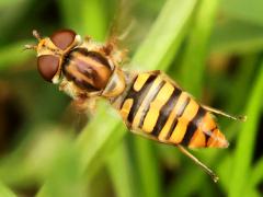 (Marmalade Hover Fly) female hovering
