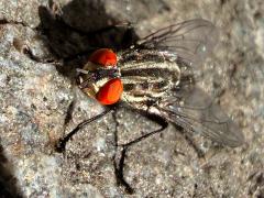 (Sarcophaga Flesh Fly) female face