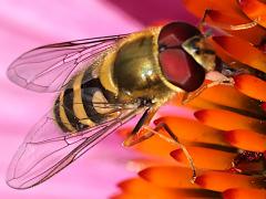 (Common Flower Fly) male dorsal