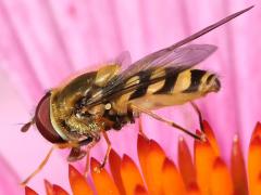 (Common Flower Fly) male lateral