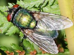 (Lucilia Greenbottle Fly) female dorsal