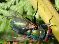 (Lucilia Greenbottle Fly) female profile