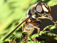 (Sericomyia Pond Fly) head
