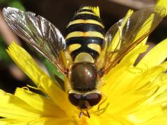 (Common Flower Fly) female back
