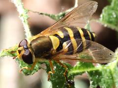 (Common Flower Fly) female dorsal