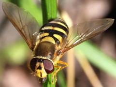 (Common Flower Fly) female face