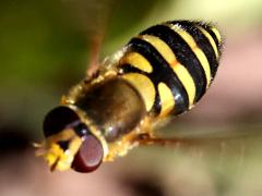 (Common Flower Fly) female hovers