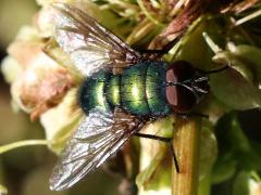 (Lucilia Greenbottle Fly) male dorsal