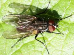 (Muscoid Fly) dorsal