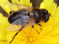 (Common Drone Fly) male dorsal