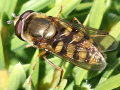 (Migrant Hover Fly) male dorsal
