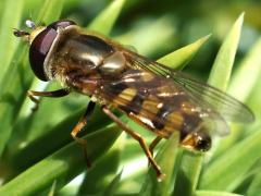 (Migrant Hover Fly) male lateral