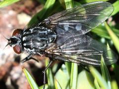 (Lardarius Fly) female dorsal