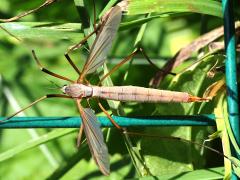 (European Crane Fly) dorsal