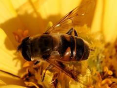 (Common Drone Fly) female back