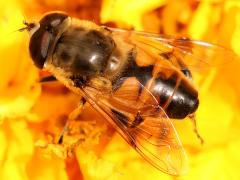 (Common Drone Fly) male back