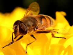 (Common Drone Fly) male side