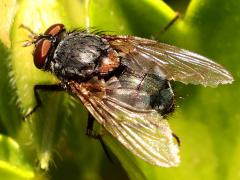 (Oestroidea Fly) dorsal