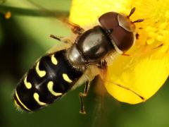 (Yellow-bowed Smoothwing) male profile