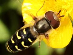 (Yellow-bowed Smoothwing) male top